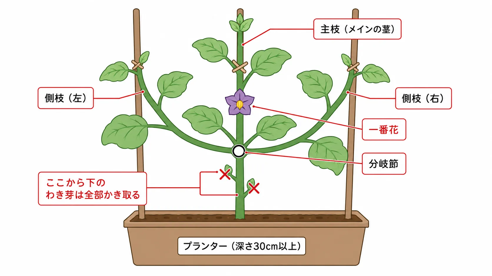ナスの3本仕立て構造図:主茎と一番花直下から伸びる側枝2本を計3本仕立て、3本の支柱に麻ひもで誘引する