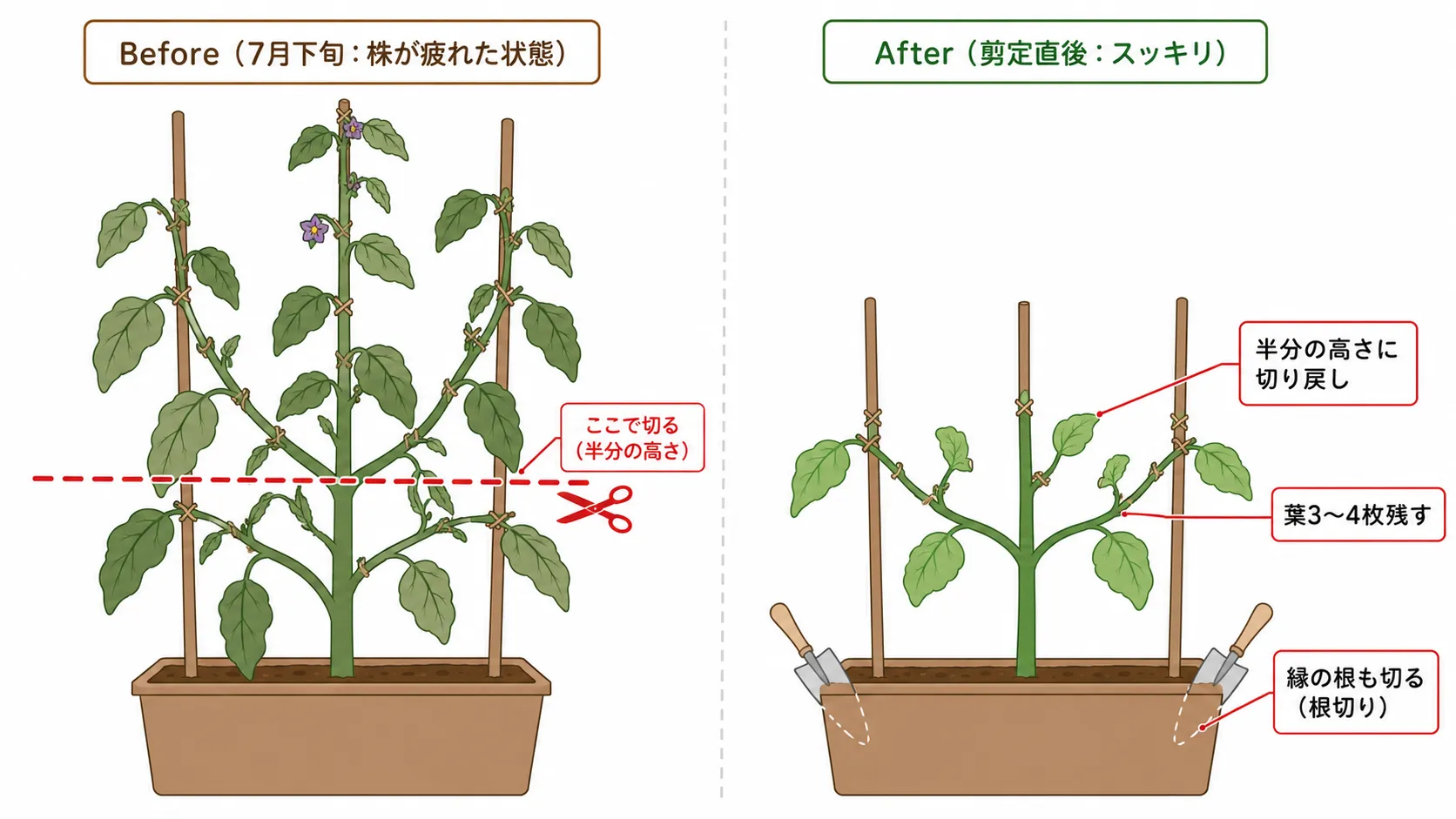 ナスの更新剪定Before/After:7月下旬に枝を半分の高さで切り戻し、葉3〜4枚残してプランターの縁の根も切る(根切り)