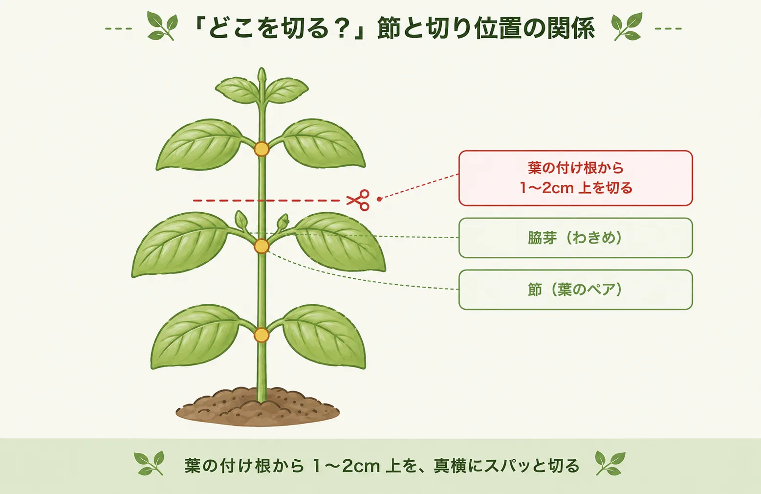 節と切り位置の関係:葉の付け根から茎を上に向かって1〜2cm上の位置で真横に切る