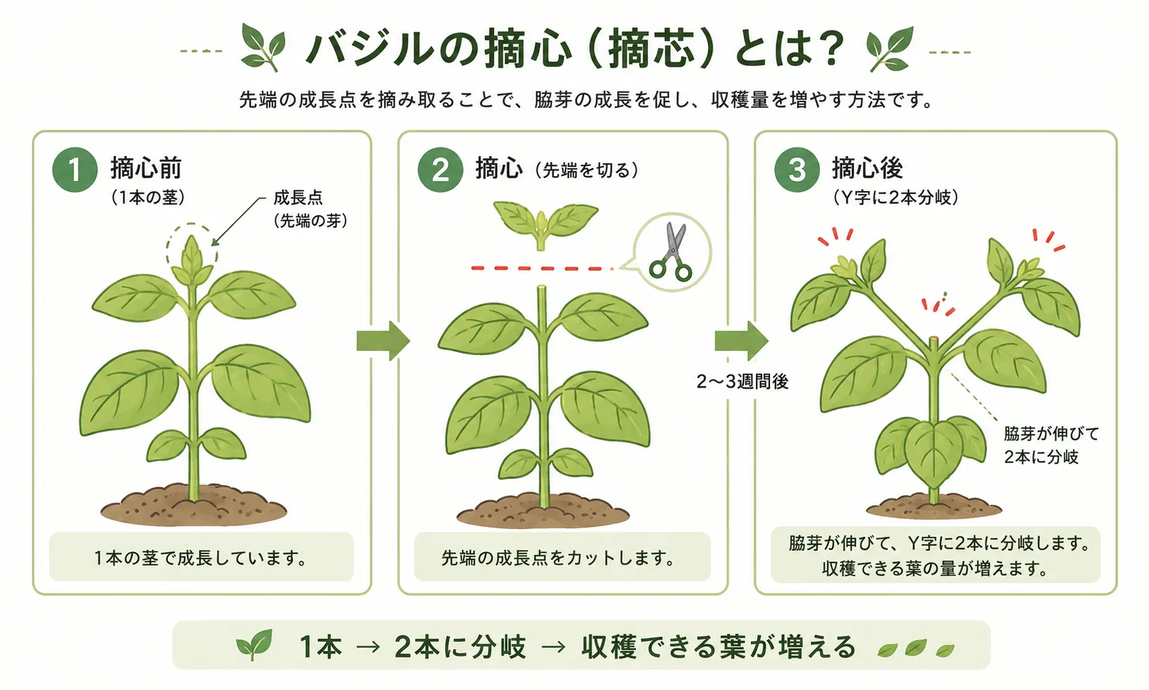 バジルの摘心前後の変化:1本の茎を切るとY字に2本へ分岐し、収穫できる葉が増える